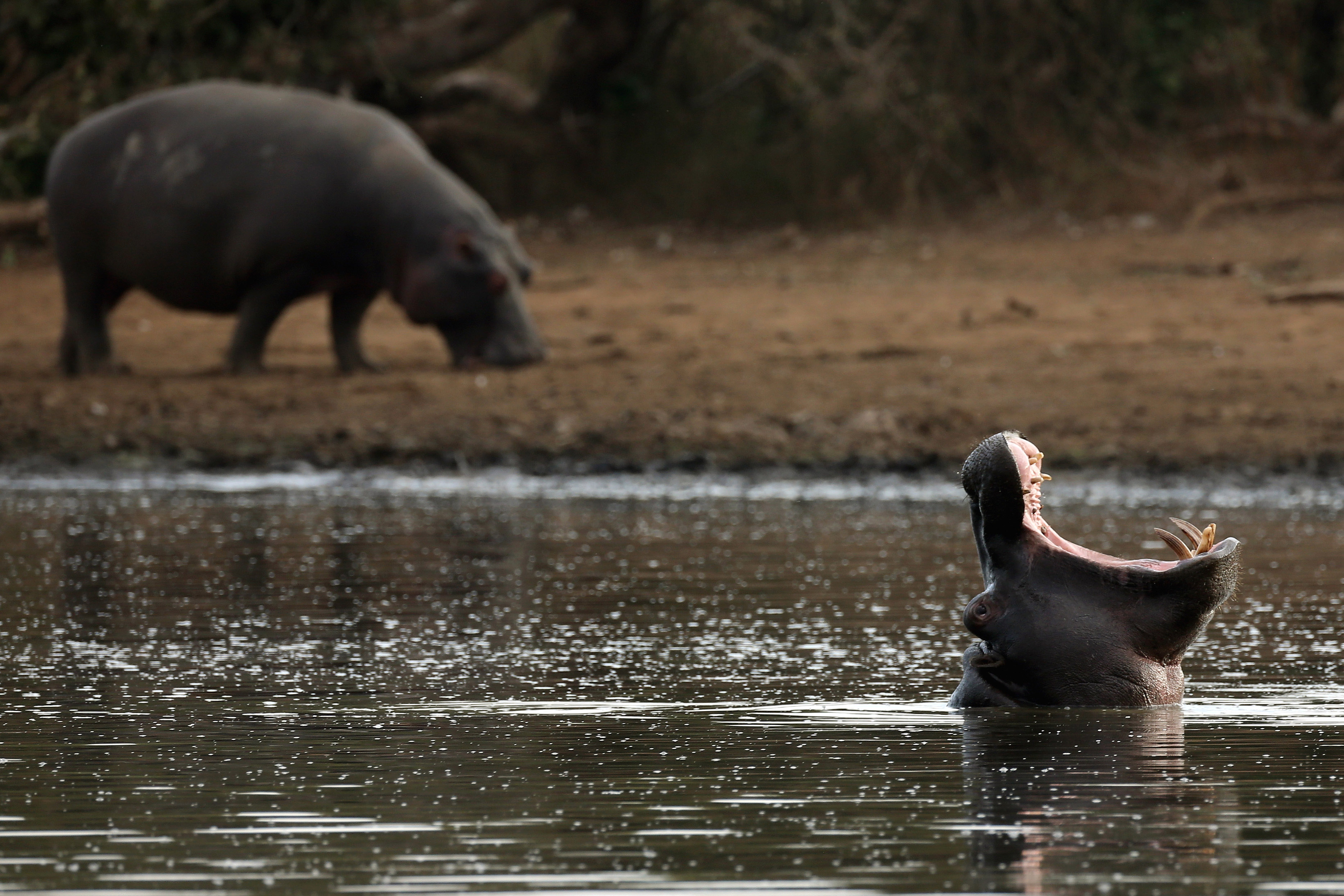 LOWER SABIE, SOUTH AFRICA - JULY 08: A Hippopotamus yawns in Krugar National Park on July 8, 2013 in Lower Sabie, South Africa. The Kruger National Park was established in 1898, and is South Africa's premier wildlife park, spanning an area of approximately 2 million hectares. (Photo by Dan Kitwood/Getty Images)
