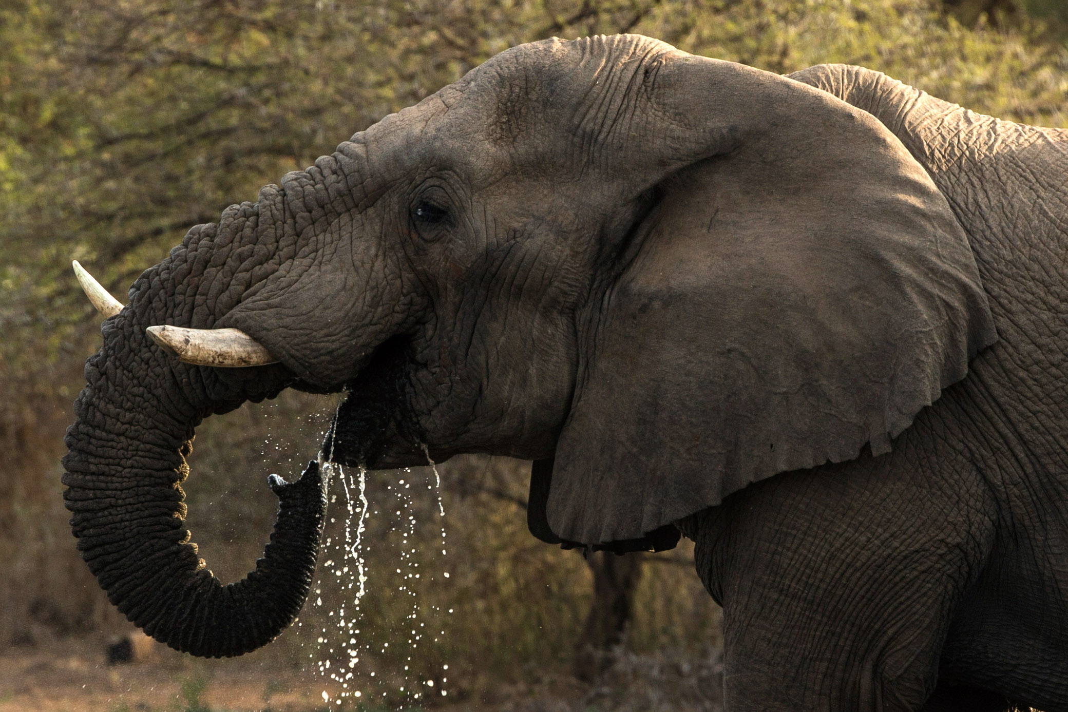 LOWER SABIE, SOUTH AFRICA - JULY 08: An African Elephant drinks water from a pool in Krugar National Park on July 8, 2013 in Lower Sabie, South Africa. The Kruger National Park was established in 1898, and is South Africa's premier wildlife park, spanning an area of approximately 2 million hectares. (Photo by Dan Kitwood/Getty Images)