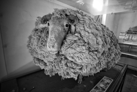 Tracking the world’s shaggiest sheep in the Northern Cape