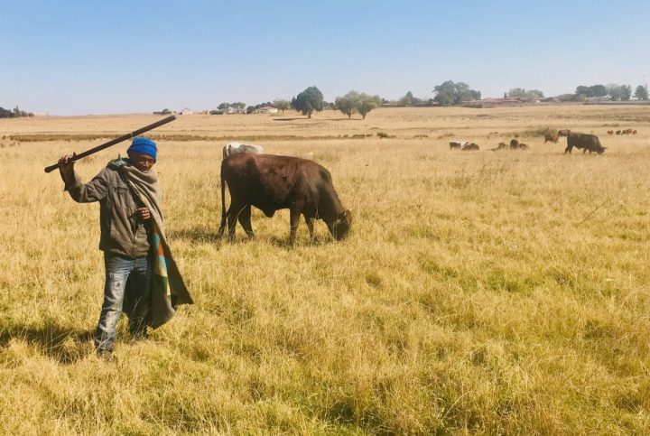 Blocking land occupiers from grazing their cattle amounts to eviction — judgment