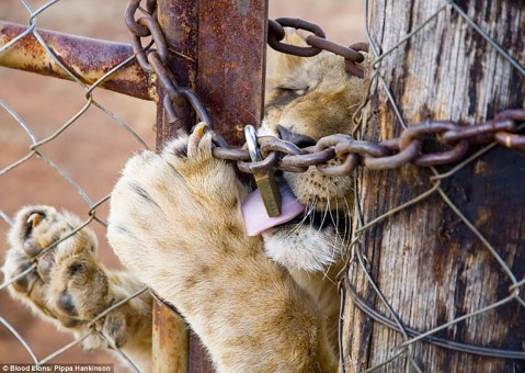 Political parties agree — captive lion breeding must end