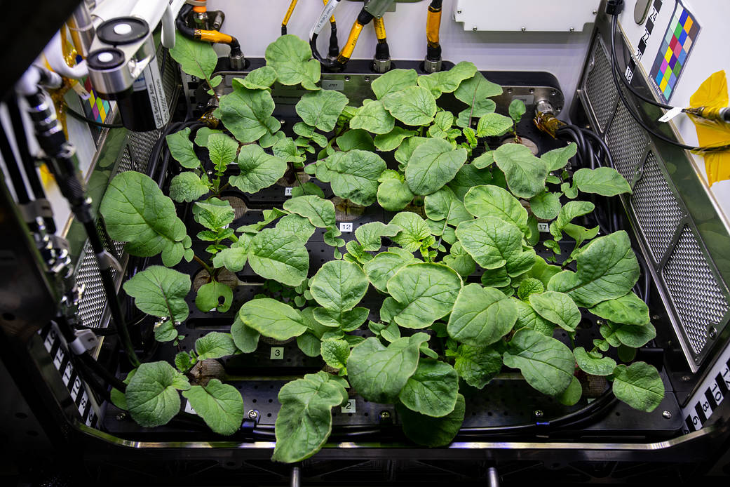 Radish plants are pictured growing inside the International Space Station's Advanced Plant Habitat to help botanists learn about managing food production in space and evaluate nutrition and taste in microgravity.