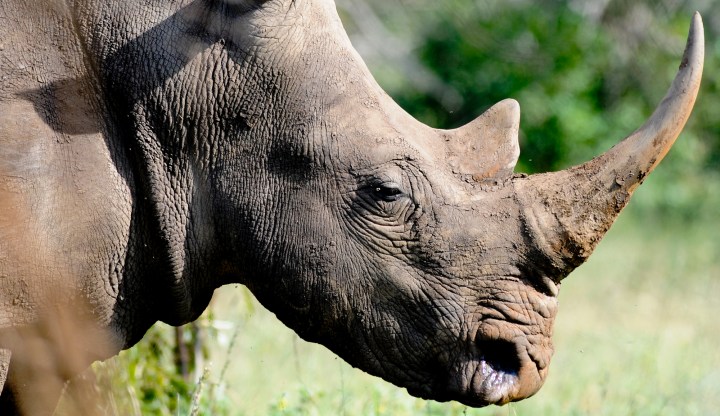 Kruger National Park’s rhinos are headed for extinction, we must declare emergency