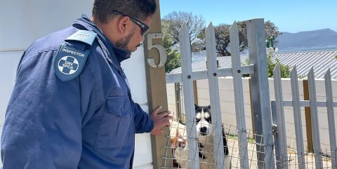 Jogger finds mutilated penguins on Simon’s Town’s Seaforth Beach after dog attack