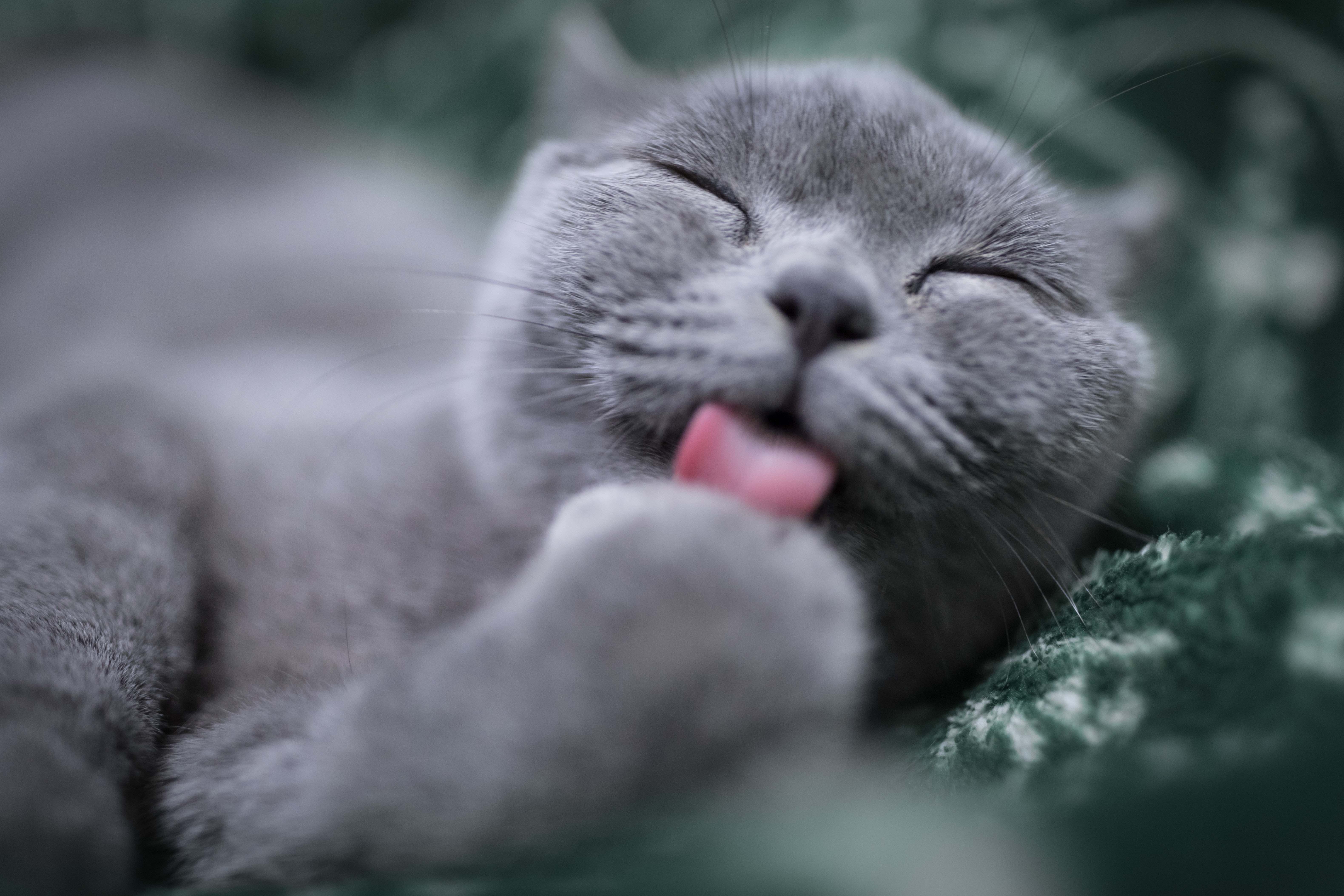When cats groom themselves, the allergen is transferred from their saliva onto their fur. Image: Eric Han / Unsplash
