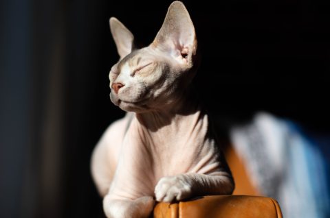 Do hypoallergenic cats even exist? Three myths dispelled about cat allergies