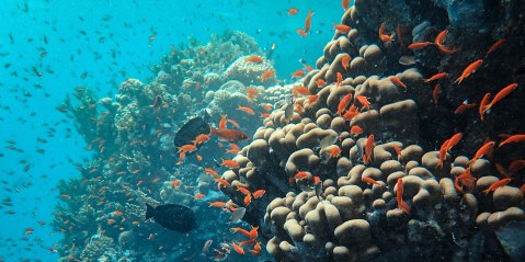 Great Barrier Reef threatened, should be on World Heritage ‘in danger’ list, new report finds