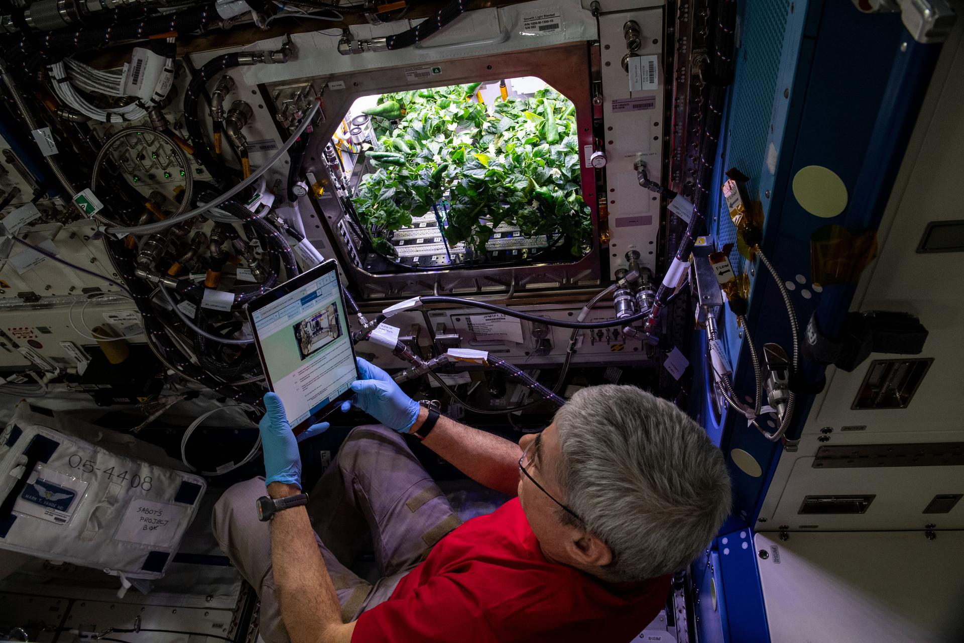 NASA astronaut and Expedition 65 Flight Engineer Mark Vande Hei prepares for the routine debris removal procedure for chile peppers growing in the Advanced Plant Habitat as part of the Plant Habit-04 experiment being conducted aboard the International Space Station. The chile pepper seeds started growing on July 12, 2021, and represent one of the longest and most challenging plant experiments attempted aboard the orbiting laboratory. They will be harvested twice, once in late October and again in late November. Astronauts will sanitize the peppers, eat part of their harvest, and return the rest to Earth for analysis. What we learn will inform future crop growth and food supplementation activities for deep space exploration. Credits: NASA