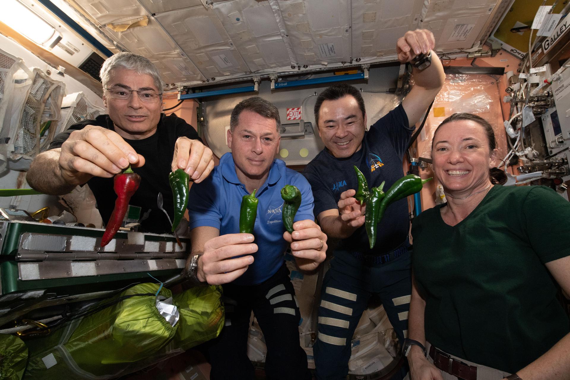 Expedition 66 astronauts sample chile peppers grown on the International Space Station NASA ID: iss066e023260 iss066e023260 (October 29, 2021) -- Expedition 66 astronauts are pictured with the first harvest of chile peppers grown aboard the International Space Station as part of the Plant Habitat-04 investigation. The chile peppers started growing on July 12, 2021, and represent one of the longest and most challenging plant experiments attempted aboard the orbiting laboratory. The chile peppers started growing on July 12, 2021, and represent one of the longest and most challenging plant experiments attempted aboard the orbiting laboratory. NASA astronaut and Expedition 66 flight engineer Mark Vande Hei conducted the first harvest of the pepper crop on October 29, 2021. Crew members sanitized the peppers and completed a scientific survey after their taste test. The Crew-3 astronauts will take over the crop when they arrive at the orbiting laboratory, and will conduct a final harvest of the peppers in late November. They will also sanitize and sample the crop, and complete surveys. Some peppers and their leaves from the final harvest will return to Earth for further analysis. What we learn will inform future crop growth and food supplementation activities for deep space exploration. Pictured, from left, are Expedition 66 flight engineers NASA astronauts Mark Vande Hei and Shane Kimbrough, JAXA (Japan Aerospace Exploration) astronaut Aki Hoshide, and NASA astronaut Megan McArthur.