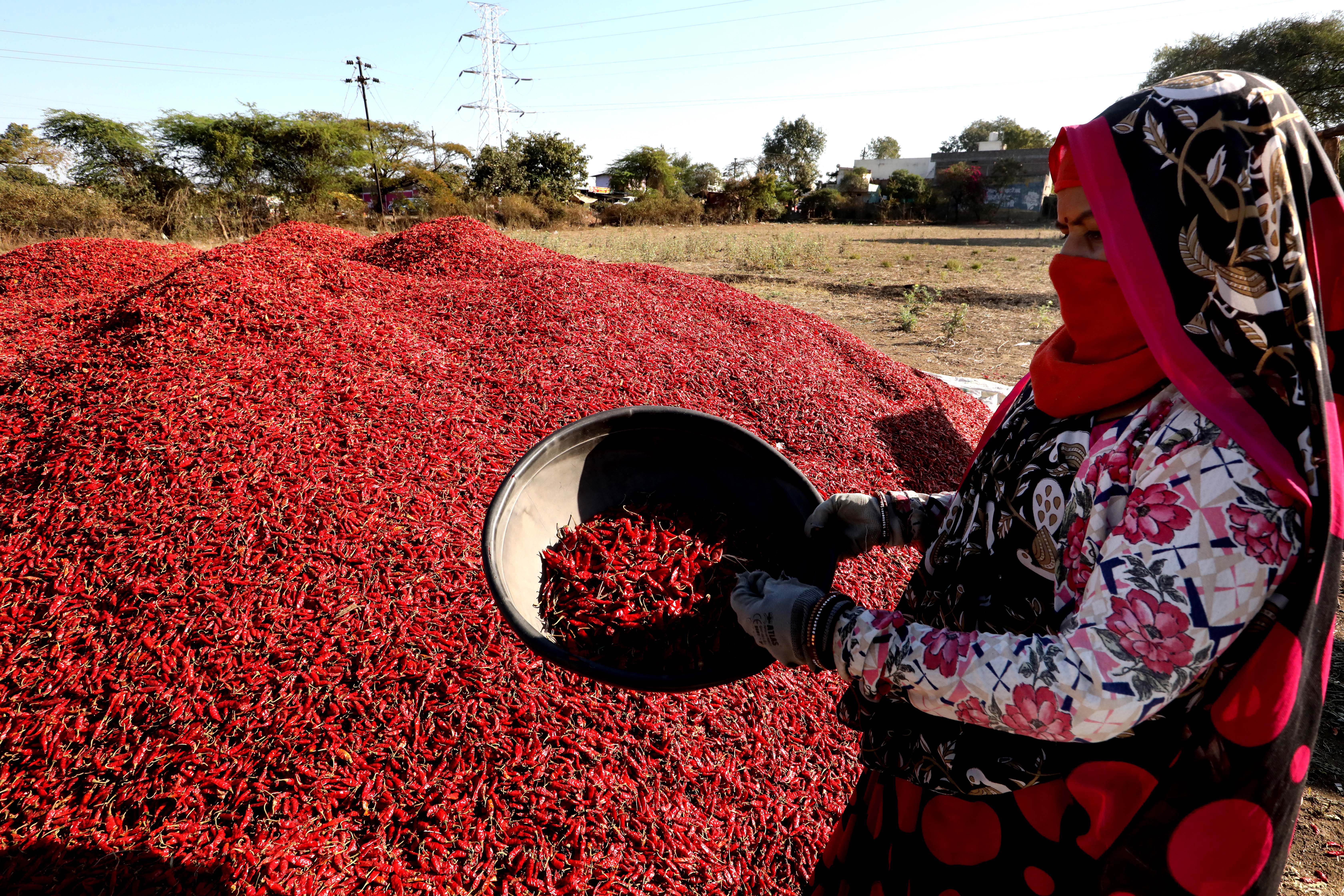 epa08997786 A worker sorts red chillies after harvesting in the fields in Indore, India, 08 February 2021 (issued 09 February 2021). The west region of Nimar in the state of Madhya Pradesh is one of the largest producers of red chillies in India. EPA-EFE/SANJEEV GUPTA