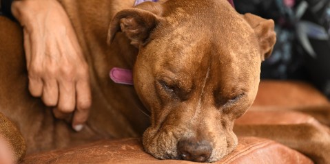 SPCA calls for government intervention as they are overrun with pit bulls