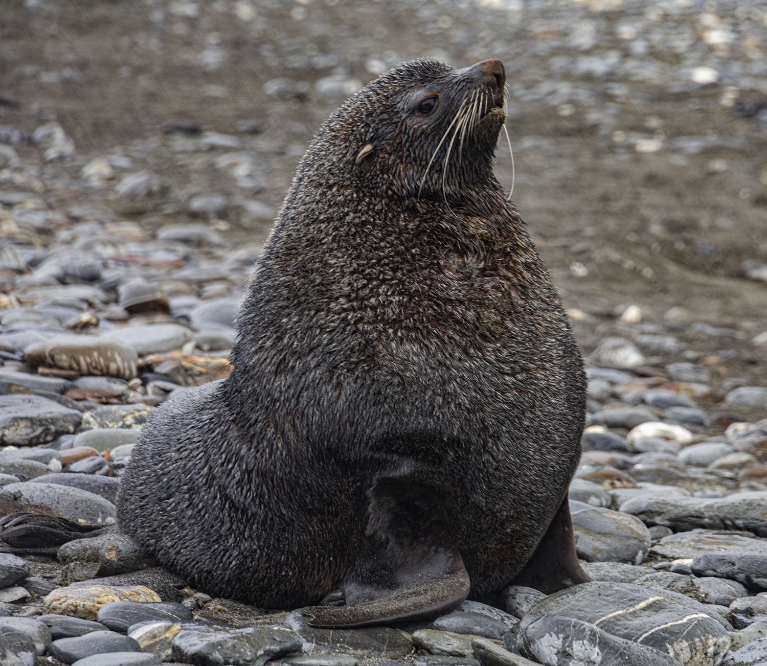 Fur seal. Image: Toni Younghusband