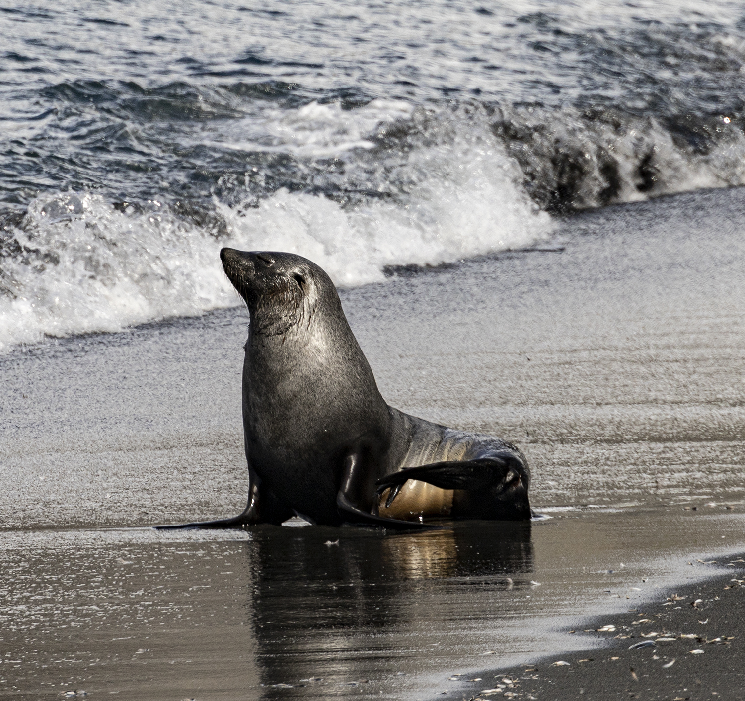 Fur seal sitting on the shore. Image: Toni Younghusband