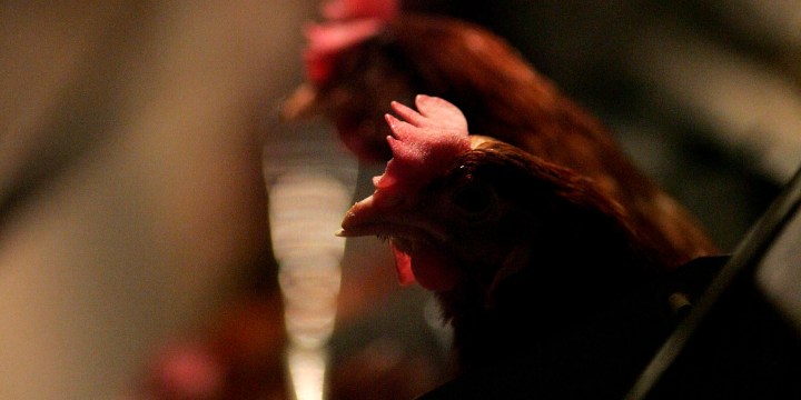 Competition Commission targets SA’s already struggling poultry sector