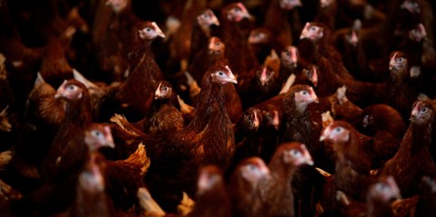 Astral celebrates ‘remarkable’ annual results despite government’s chickens coming home to roost