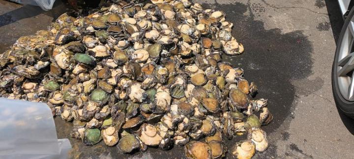 Abalone poachers pelt Western Cape environmentalist with stones for interfering with their ‘business’
