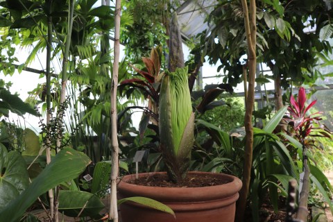Now this is worth making a stink about – southern Africa’s only ‘corpse flower’ to bloom this weekend