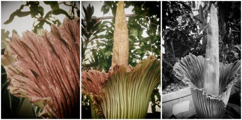 The ‘corpse flower’ bloomed, smelled and collapsed – what’s next for this titan?
