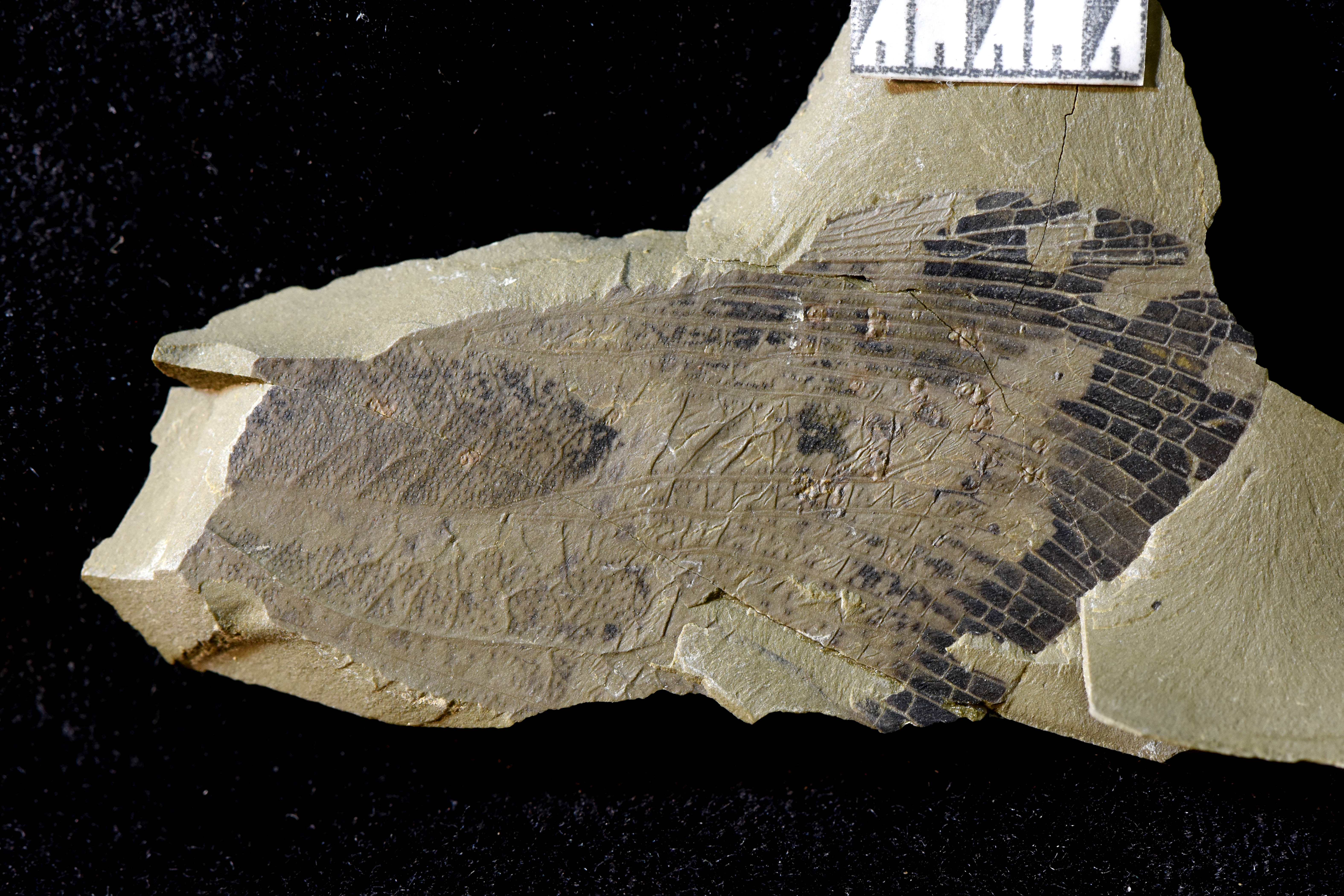 sutherland fossils