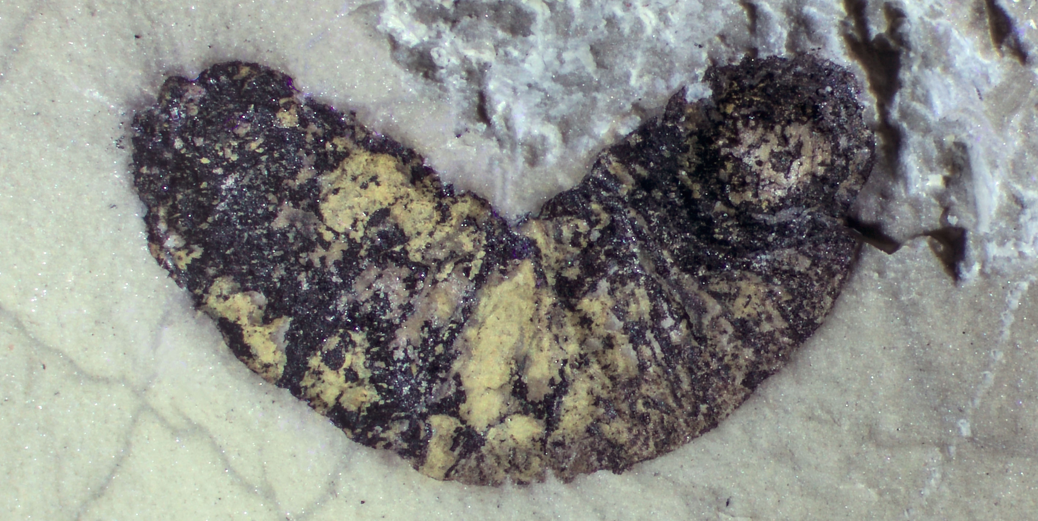sutherland leech fossil