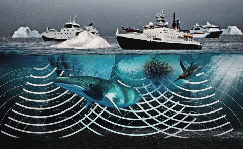 Revealed: Inside Antarctica’s brutal, lingering noise war on marine life (Part One)