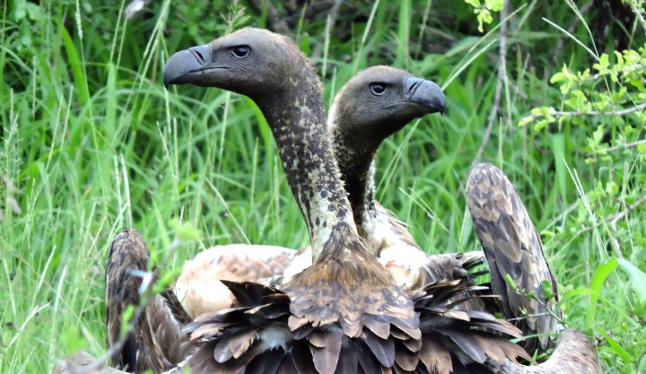 Beheadings and poisoning of dozens of vultures in KwaZulu-Natal points to ‘good luck’ traditional muthi dealers