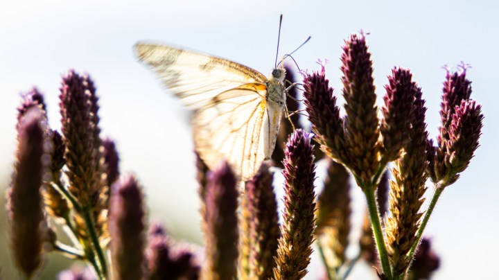 White butterflies filling Joburg skies earlier than usual  due to climate crisis