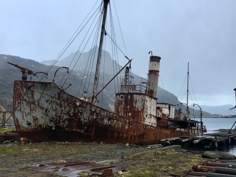 Grytviken, where a polar hero’s remains rest amid an ecosystem in recovery