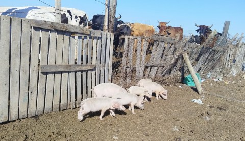 Spread of African Swine Fever blamed on poor pig farming practices