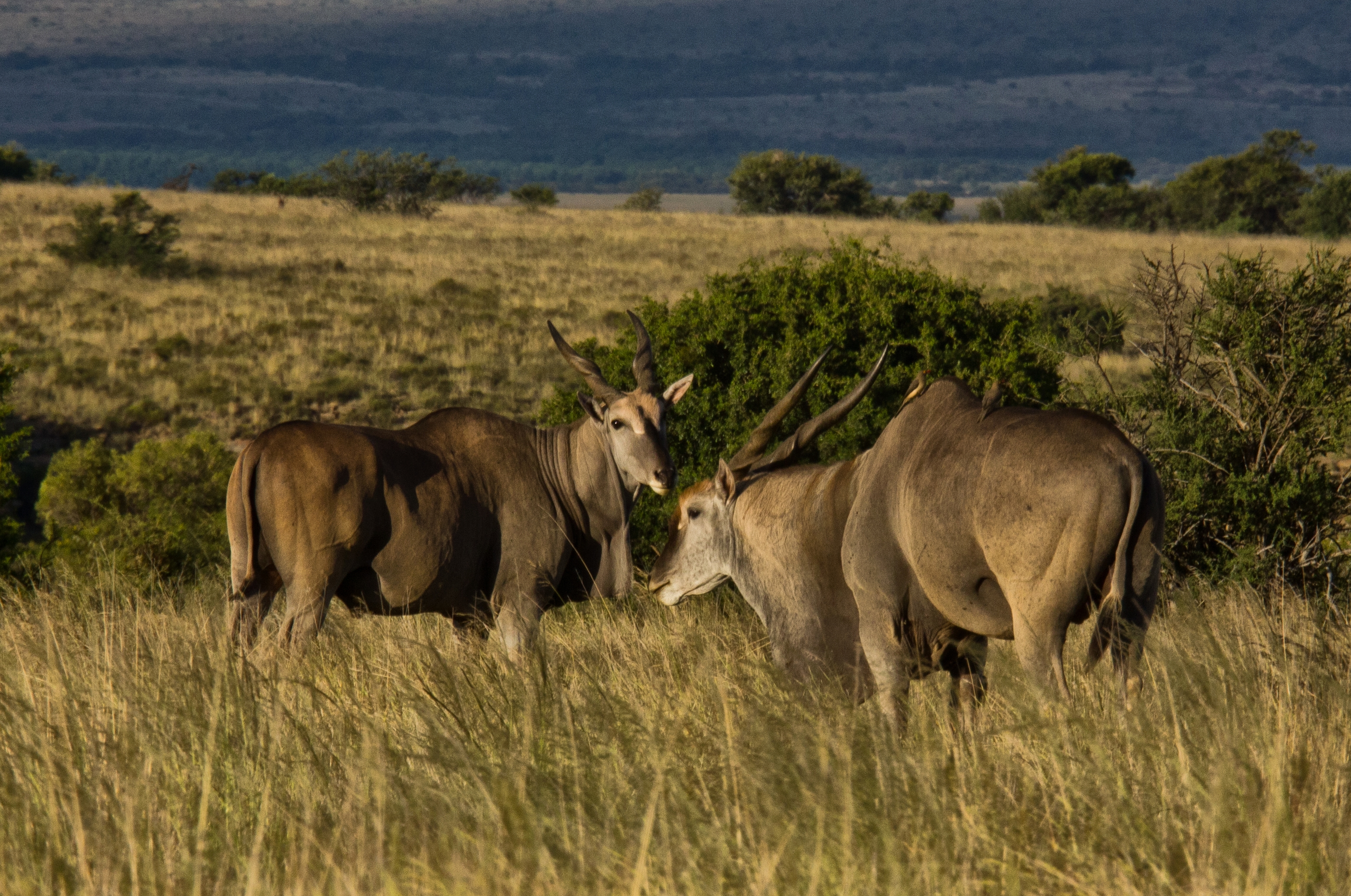 Eland, the largest antelope in Africa, is the ultimate survivor, able to thrive in all kinds of habitats. It was almost domesticated, but its ability to effortlessly clear three metre fences makes farming them too much of a challenge.