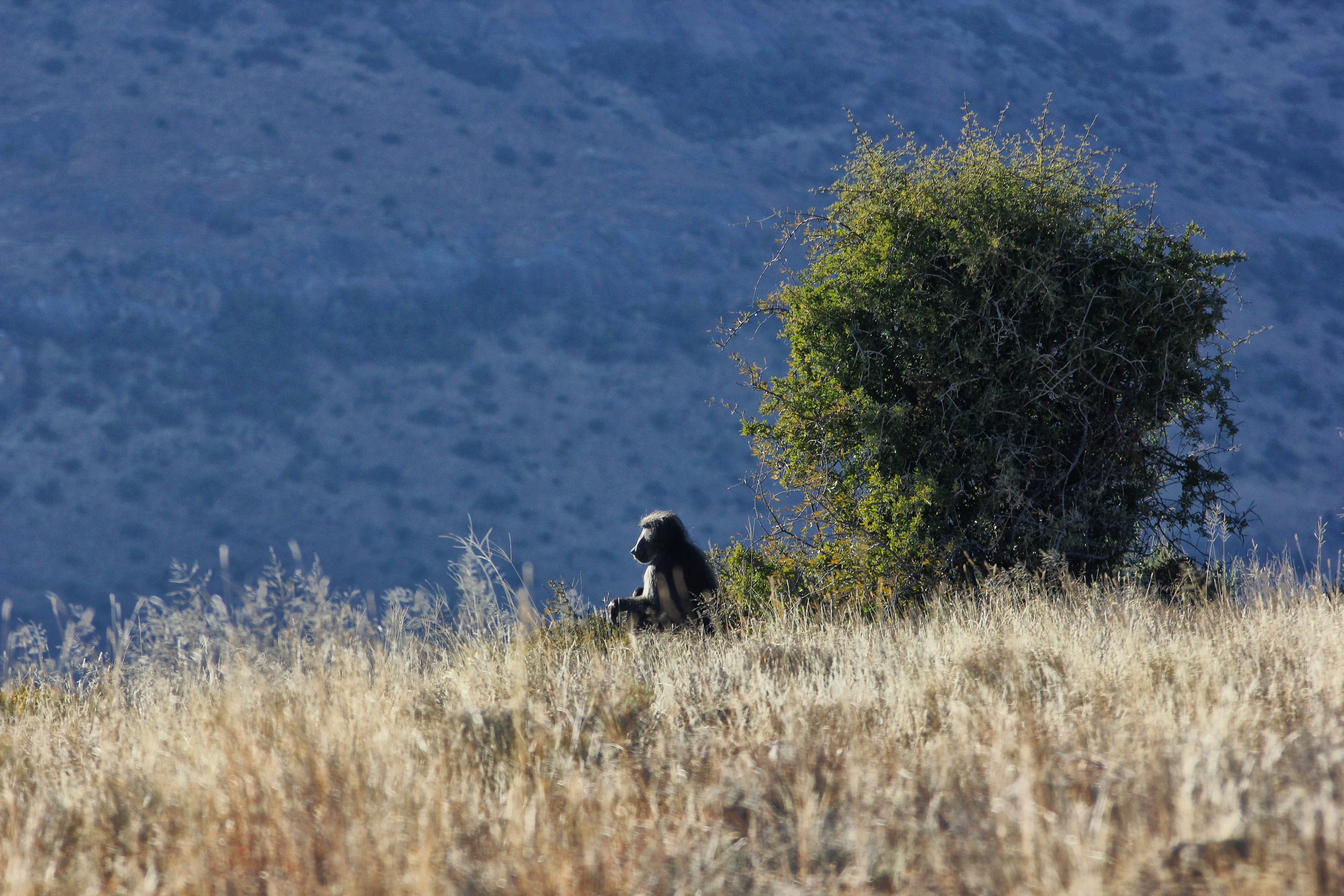 A baboon calmly surveying his mountain kingdom, backlit by the early morning sun.