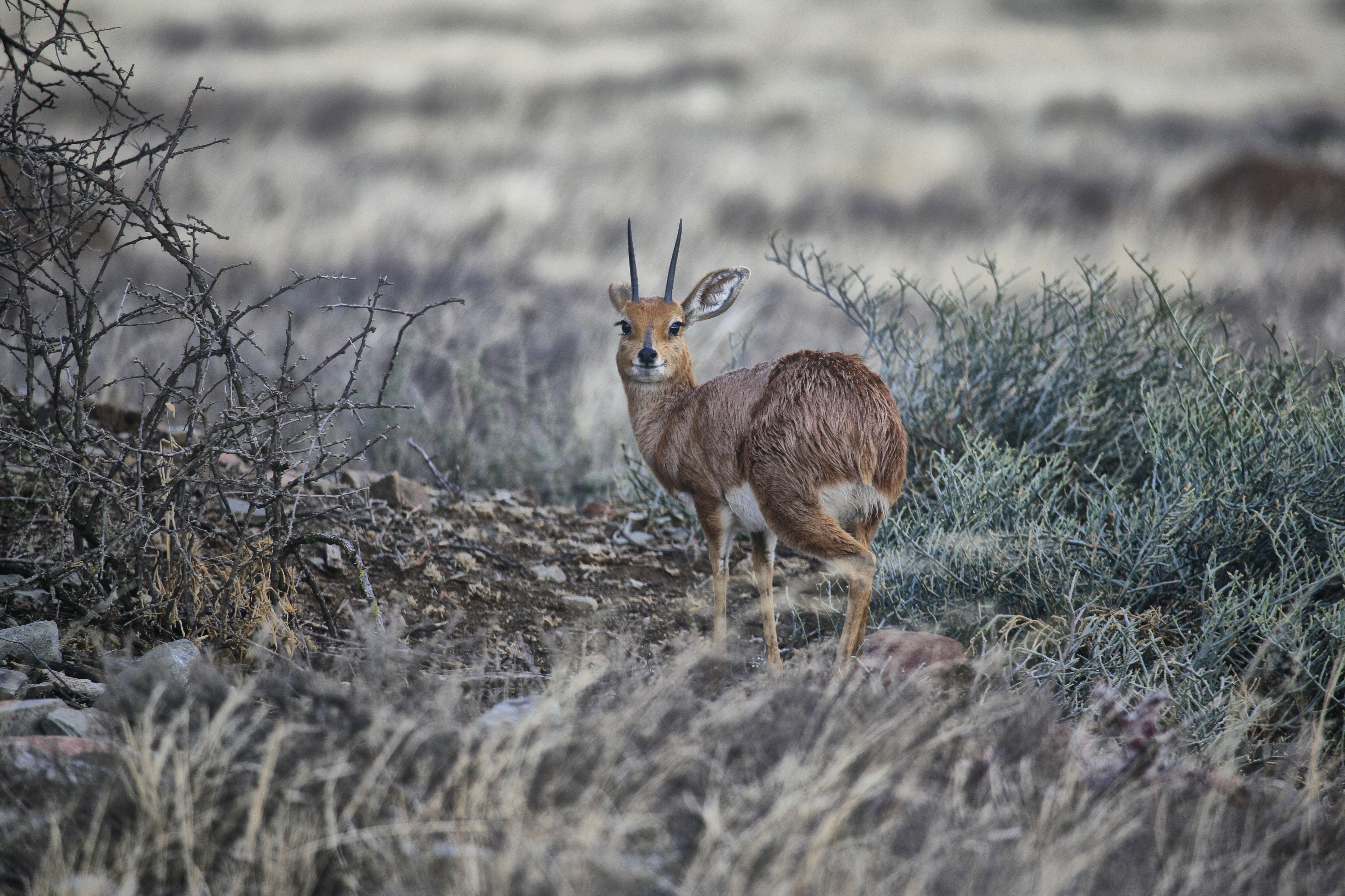 An adorable little steenbok, one of the smallest members of the antelope tribe. 
