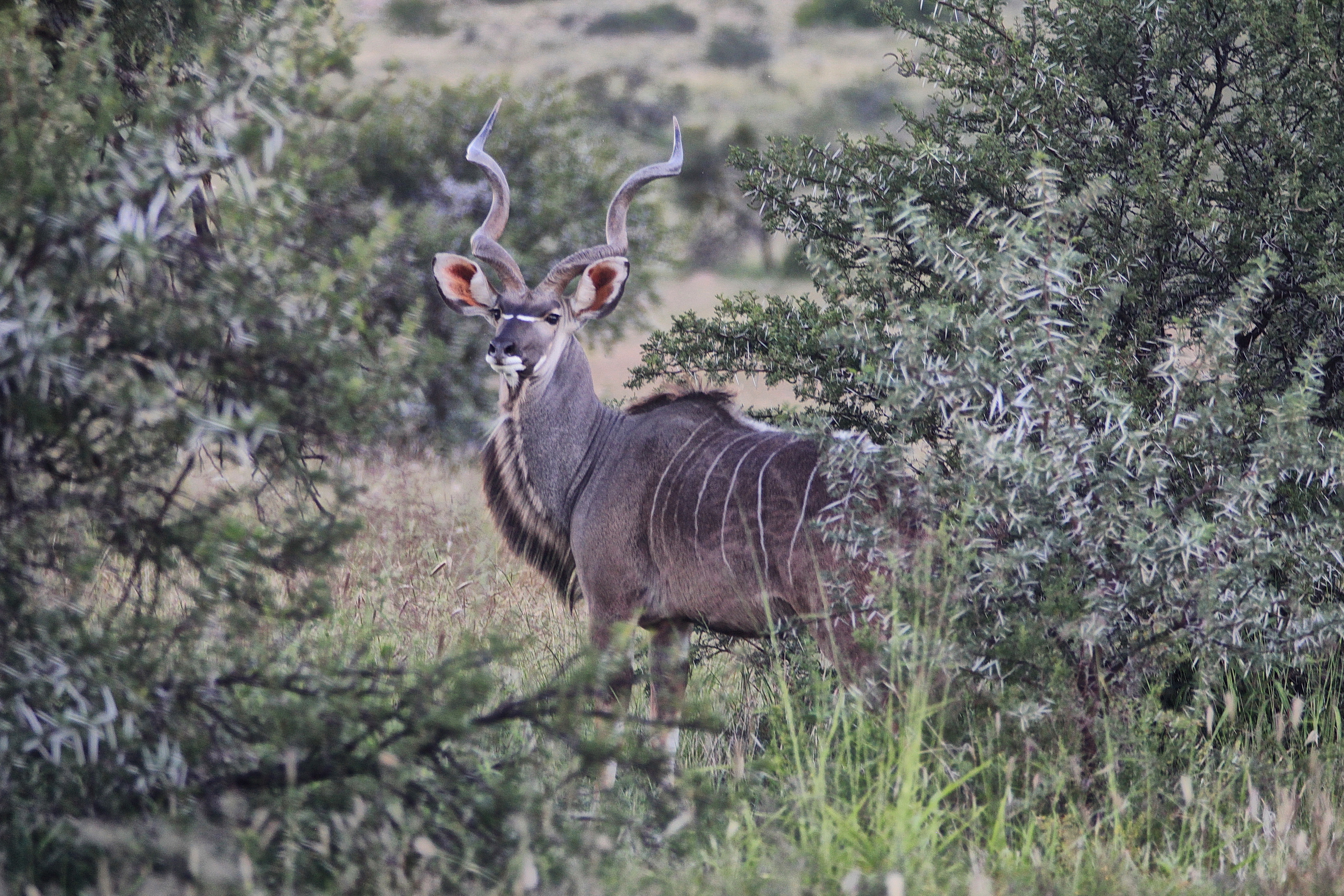 In the past few decades, increasing numbers of kudus have been seen in the thornveld north of Cradock, spreading up from their old stronghold of valley bushveld in the south. 