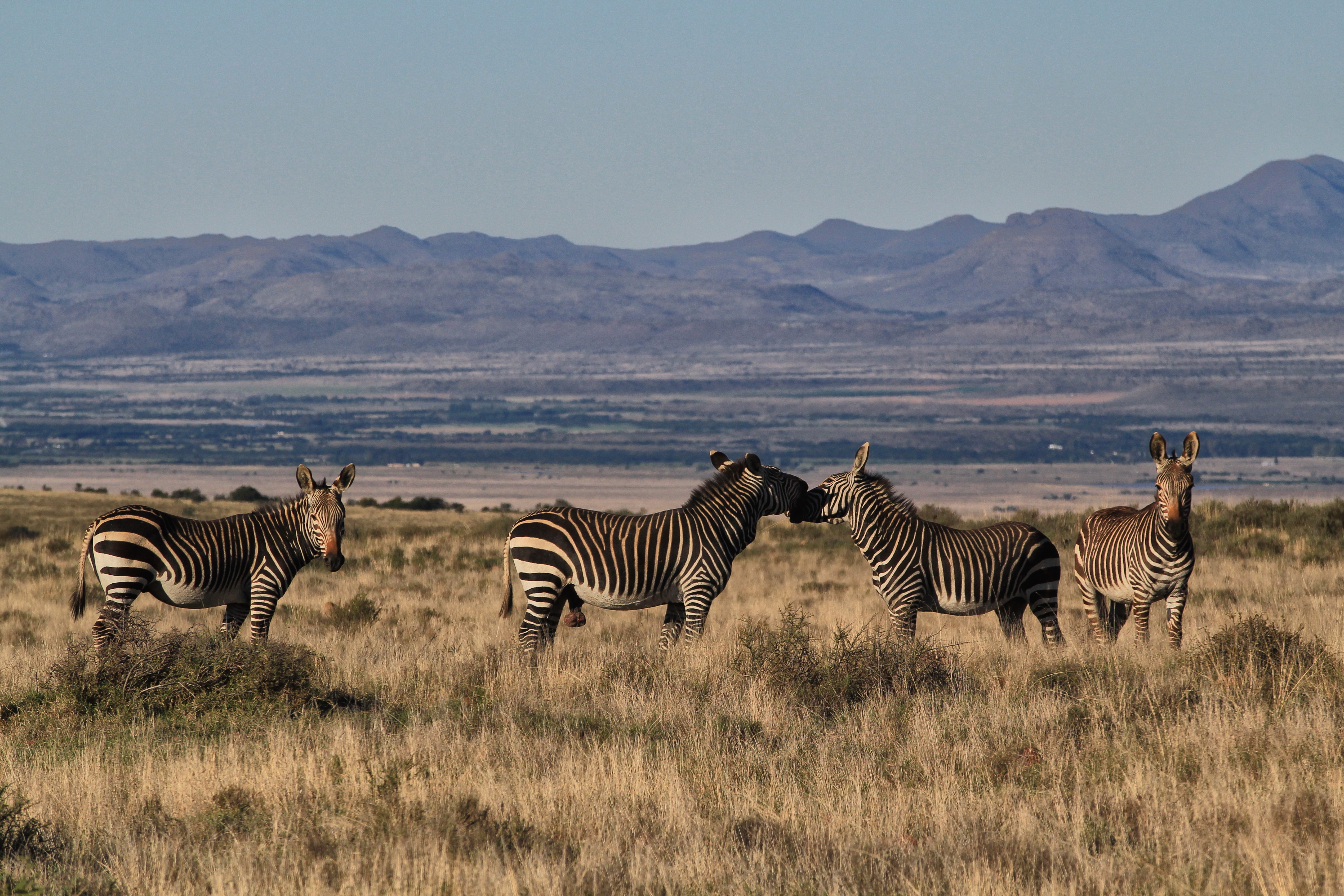 Breeding herds of mountain zebras typically have a dominant stallion with a harem of up to five mares and their foals. The mares will usually stay with their stallion for life.