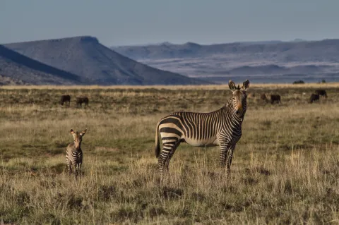 Mountain Zebra National Park – back from the brink