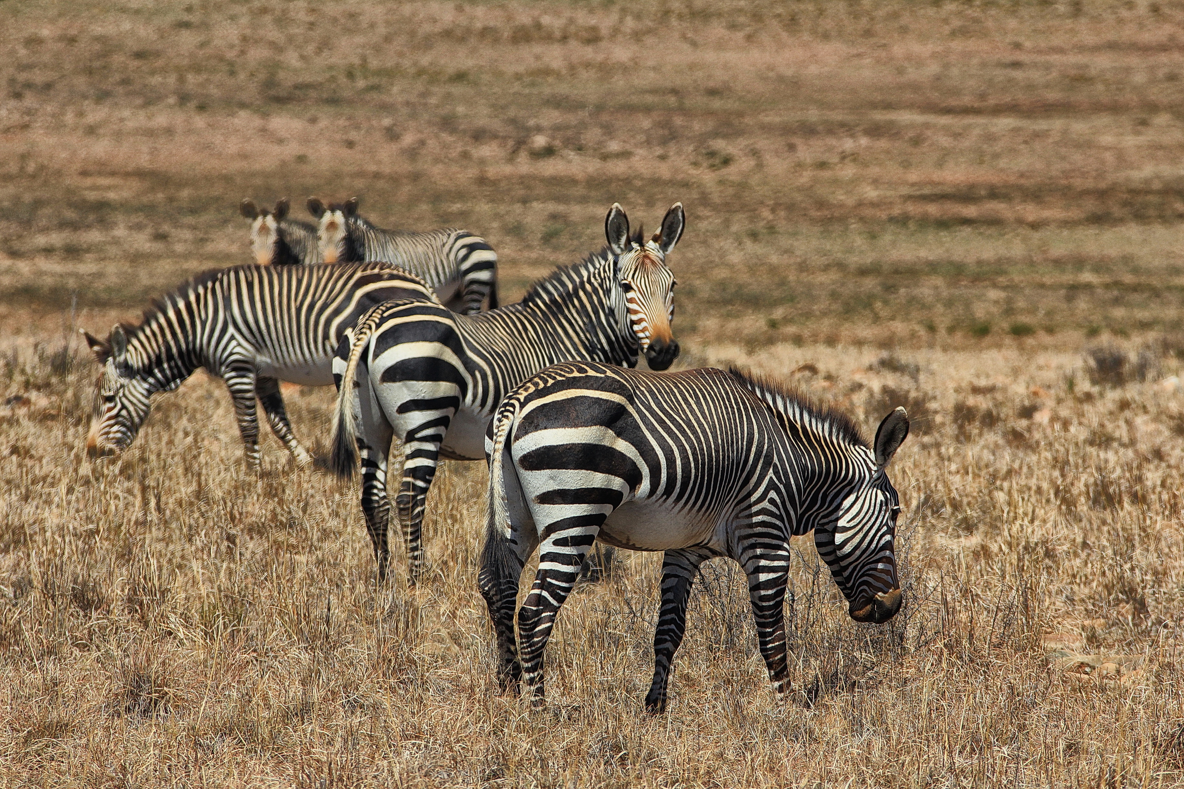 Mountain zebras have wattles, white bellies and gridiron stripes on their rumps and right down to their hooves.