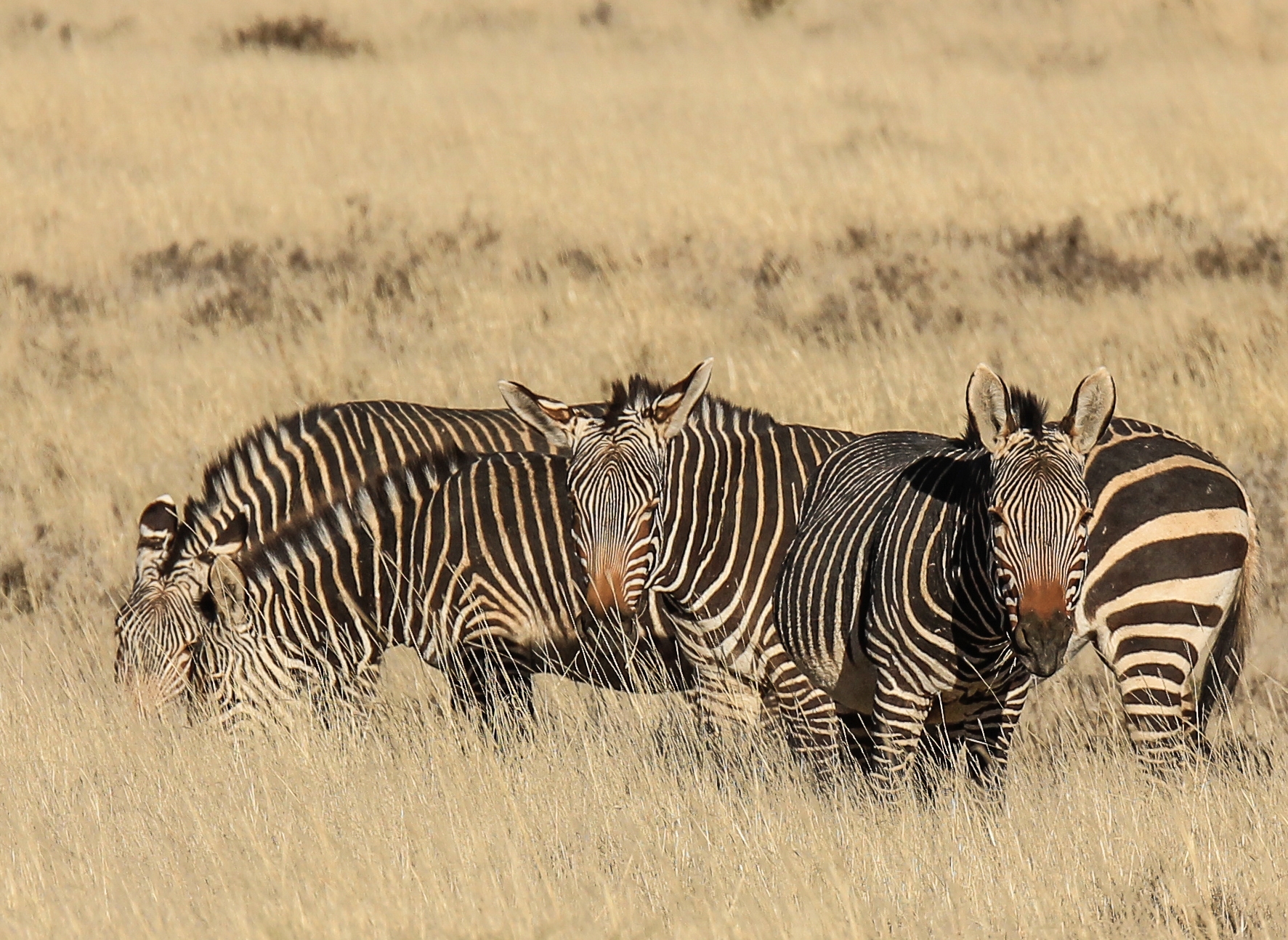 This zebra is a hardy mountain habitat specialist and the smallest of the wild equids.