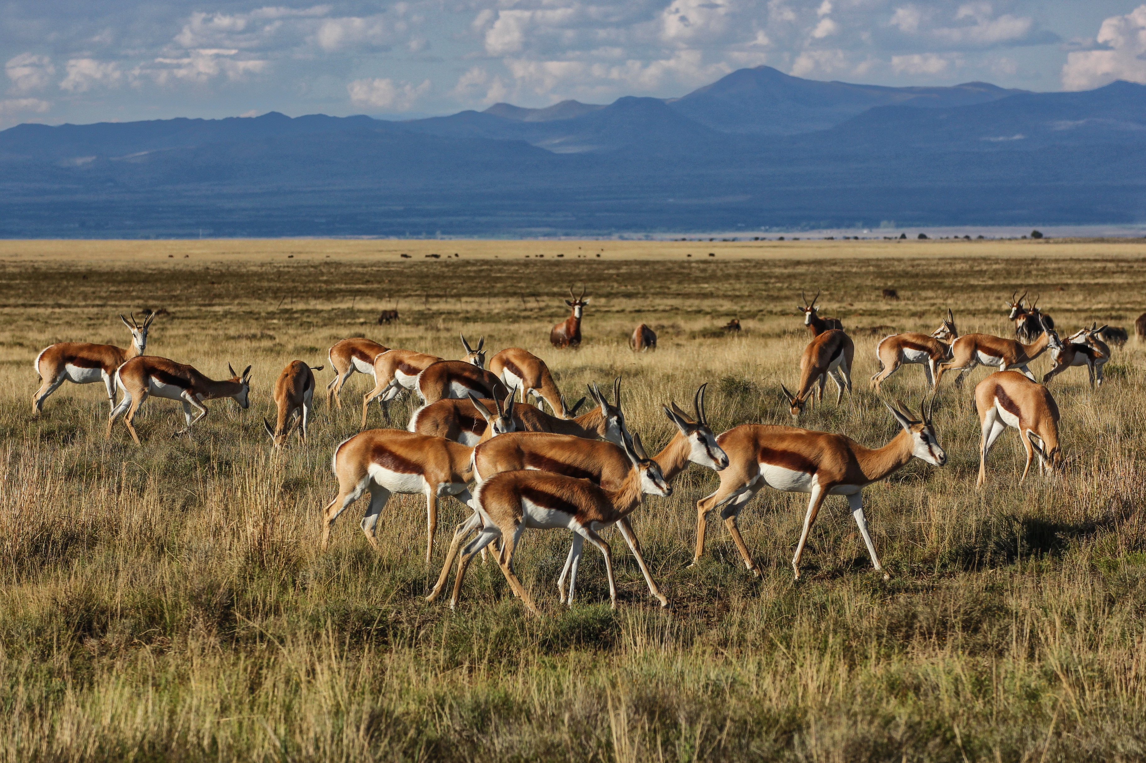 The plains were once white with massed springbok herds.
