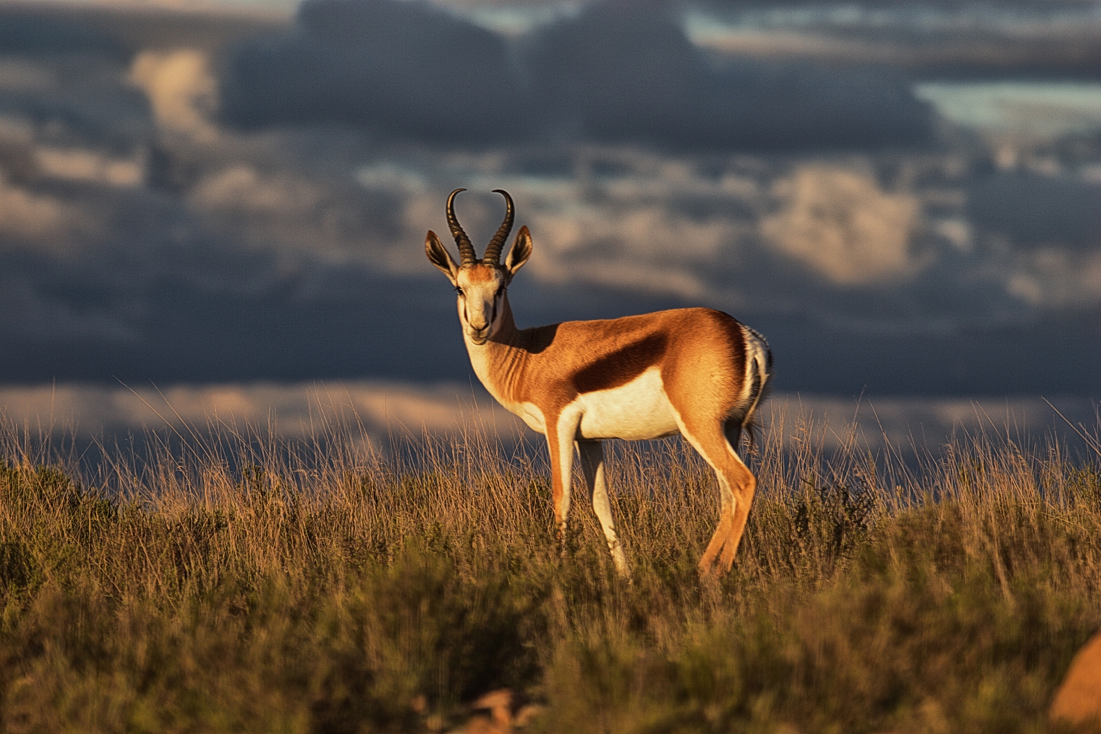 Despite their delicate appearance, these cinnamon-toned, black and white antelope are tough. They thrive in the extreme temperatures of the drylands.