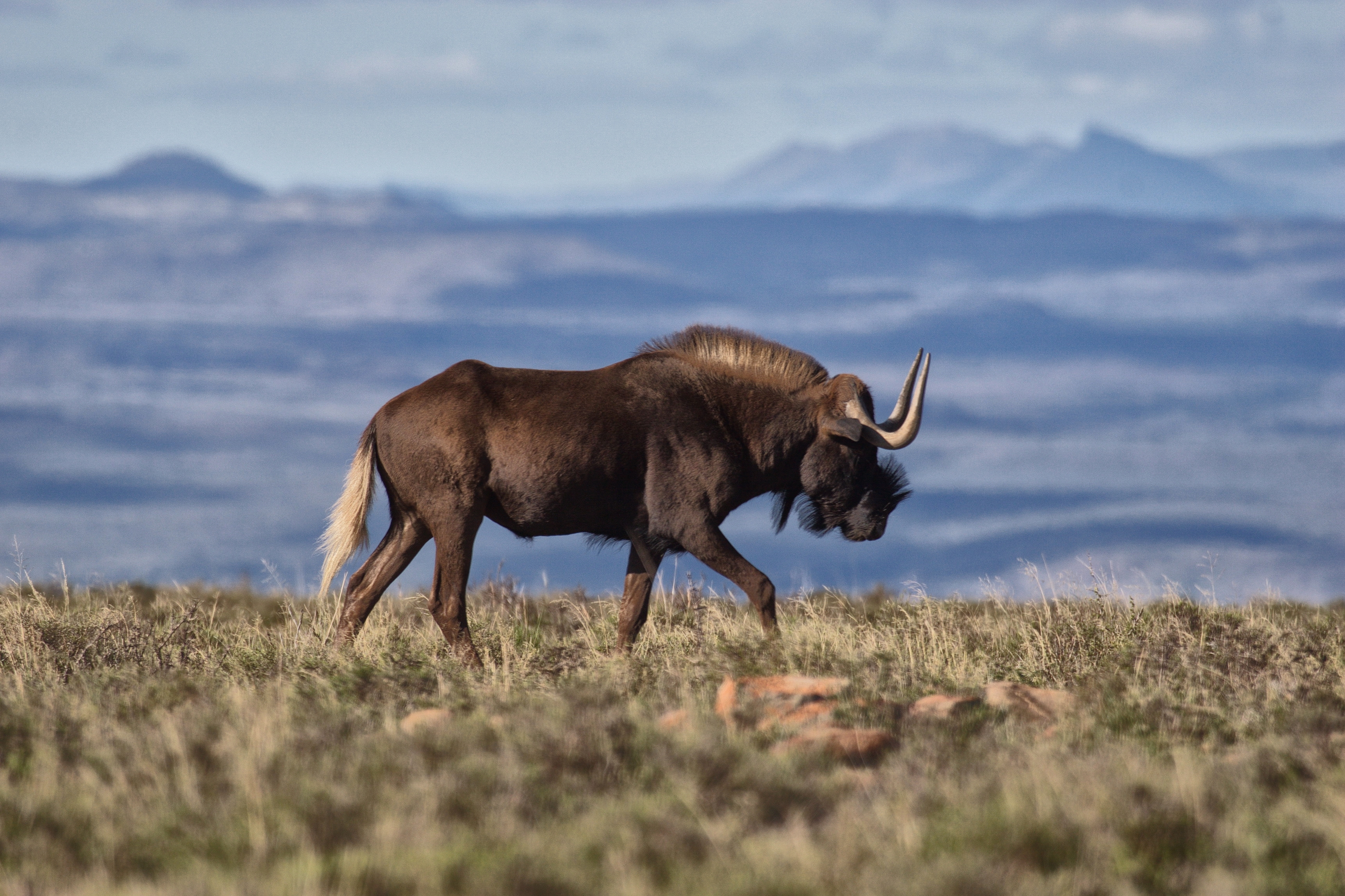 Black wildebeest, which only occur in South Africa, have a rather strange and distinctive profile. 