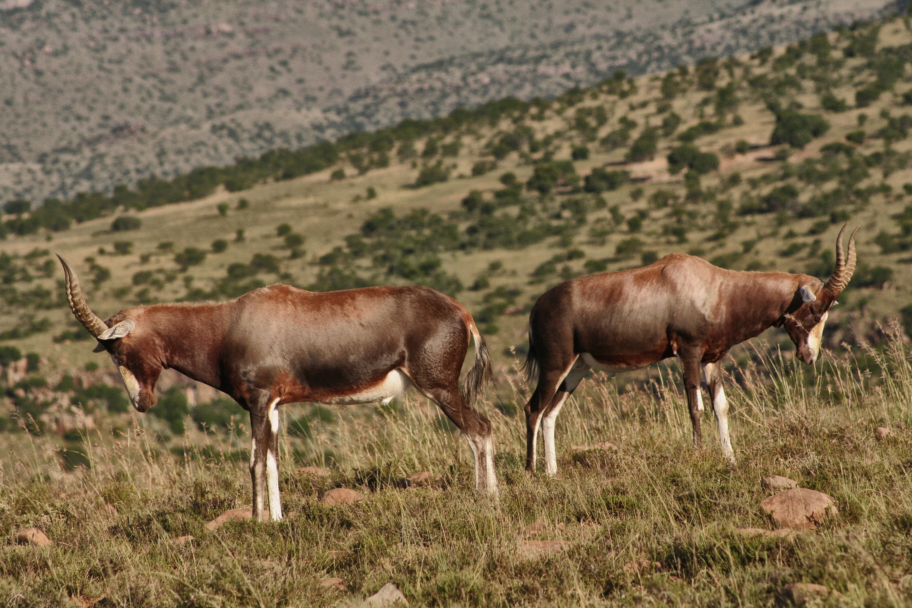 Rival bontebok males, settling their differences with quaint rituals on the high mountain plains.