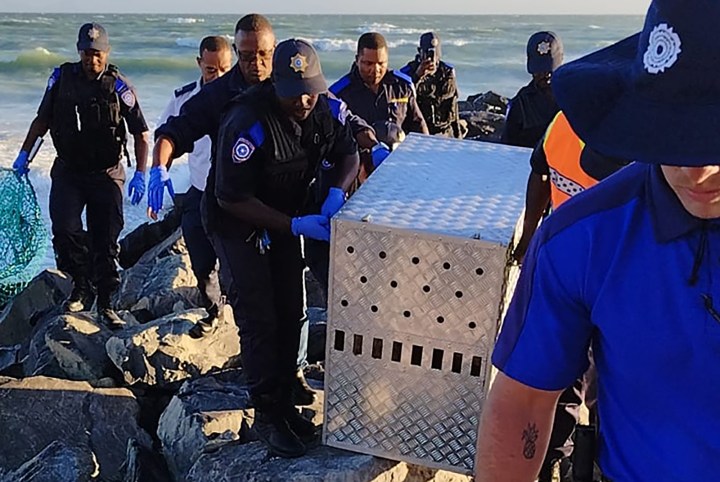 A seal brutally attacked by four men on a Cape Town beach has been euthanised