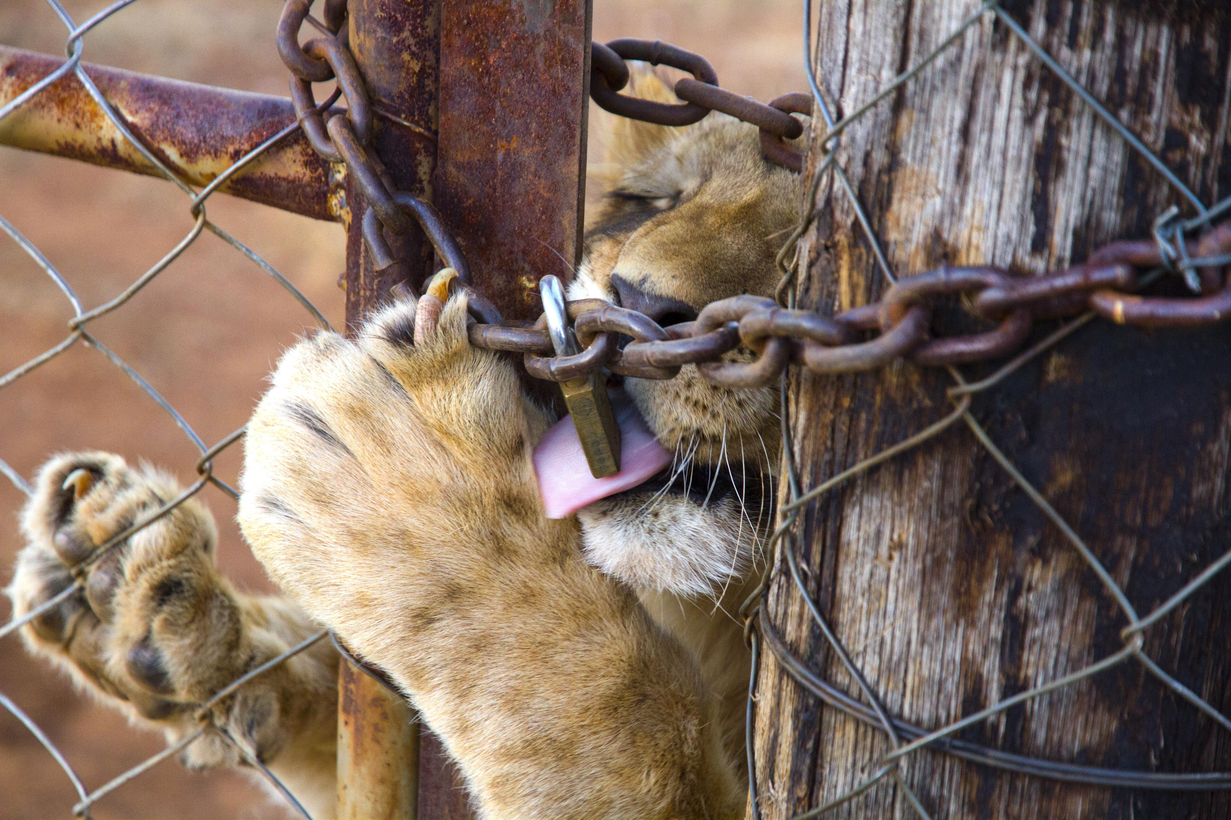 Captive lions in South Africa: this is what their fate...