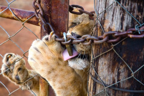 Bones of contention – fate of thousands of captive lions in SA depends on implementation of government report findings