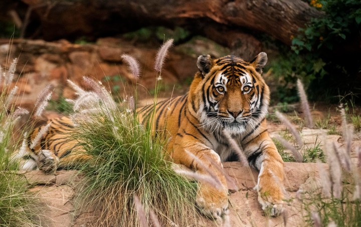 Tigers in South Africa — a farming industry exists, often for their body parts