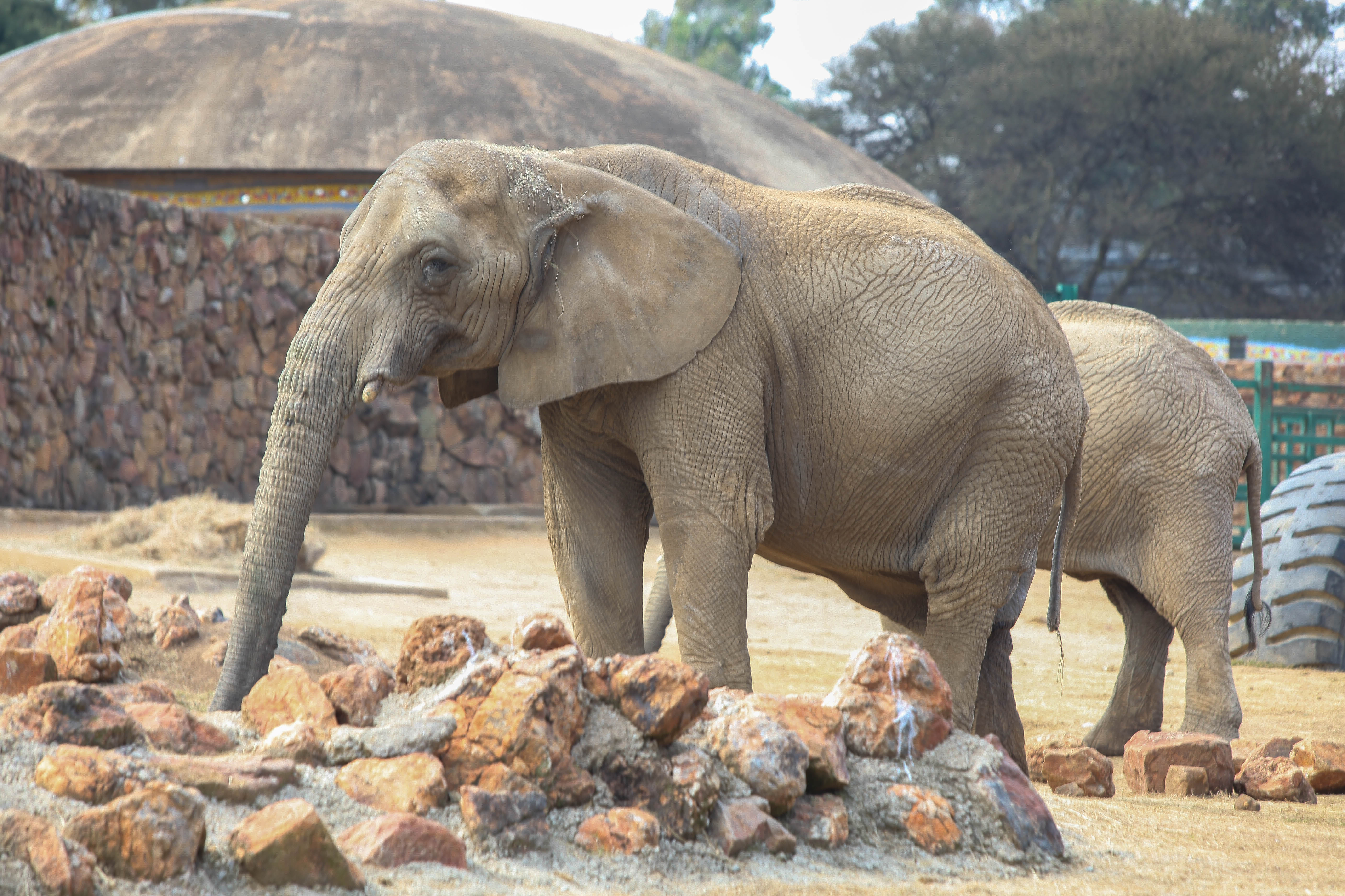 3D elephants zoo