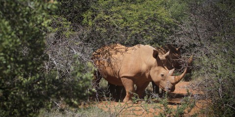 Private and communal lands conserve half of Africa’s rhinos, and call for ‘adaptive policies’