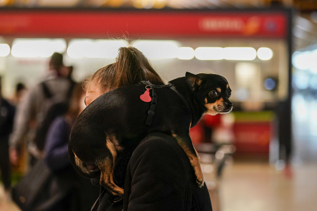 A dog rests on a persons shoulder in the departures hall at Madrid Barajas airport, operated by Aena SA, in Madrid, Spain, on Thursday, Dec. 24, 2020. The coronavirus pandemic left fleets of planes grounded and caused air passenger traffic to slump as much as 94%. Photographer: Paul Hanna/Bloomberg via Getty Images