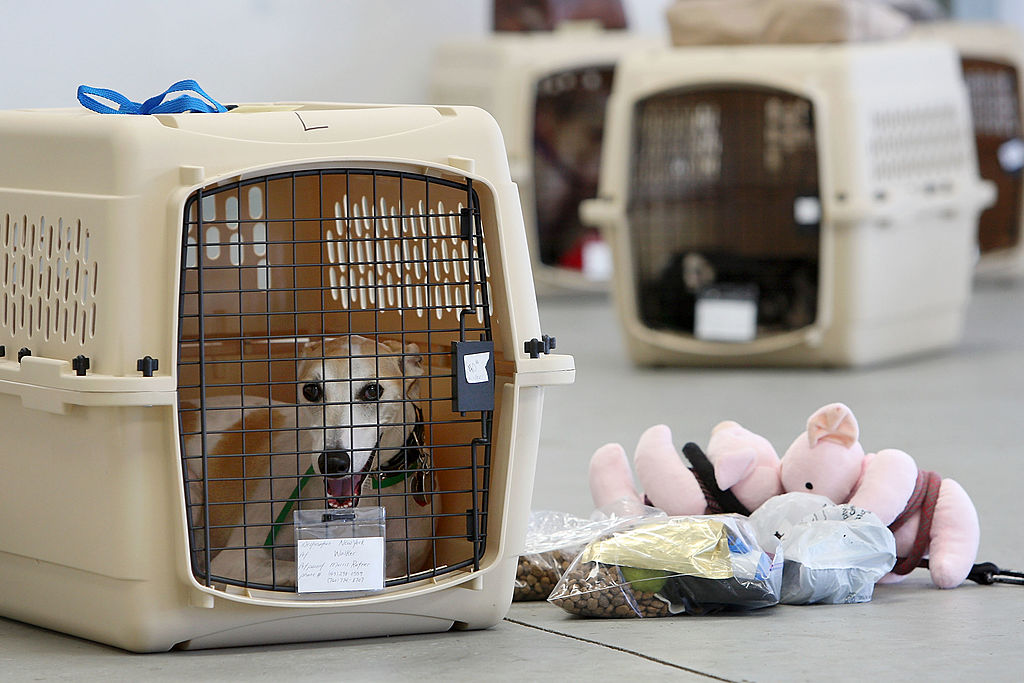 HAWTHORNE, CA - JULY 16: A dog sits in its crate near stuff toy pigs and pet food before the southern California maiden voyage of Pet Airways on July 16, 2009 in the Los Angeles-area city of Hawthorne, California. The new pets-only airline will make stops in Denver, Chicago, Washington, DC and New York. Pet Airways, based in Delray Beach, Florida, is operating a 19-passenger Beech 1900 aircraft in partnership with Suburban Air Freight with the seats removed to carry up to 50 pets in animal crates per flight. Despite economic hard times for most U.S. businesses, the airline expects to add service to Boston later this year and expand into 25 cities within two years. (Photo by David McNew/Getty Images.