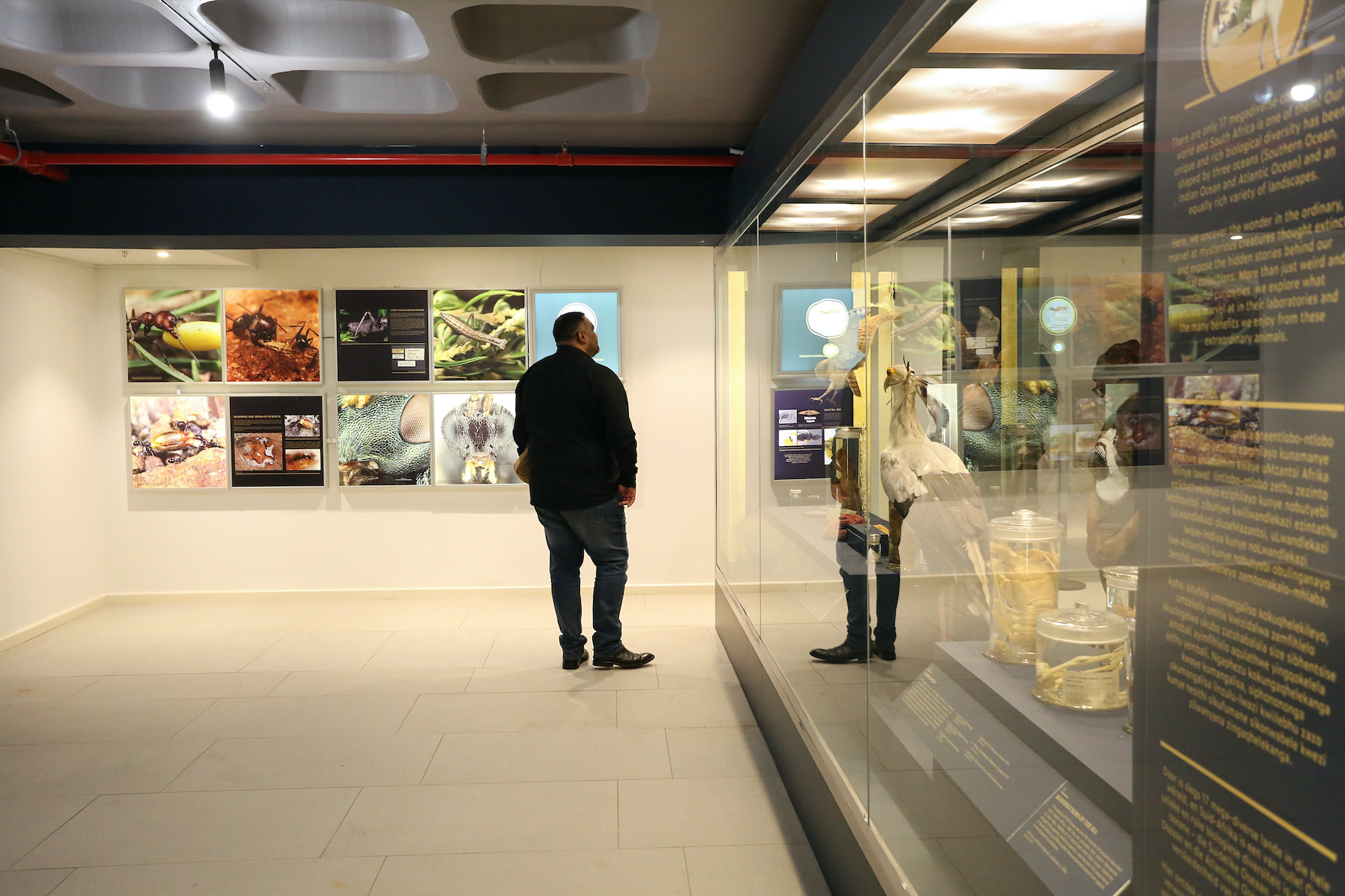 A guest views an exhibit at the opening of the 'Hidden Wonders of the Iziko South African Museum' exhibition. Image: Nigel Pamplin/Iziko Museums of South Africa